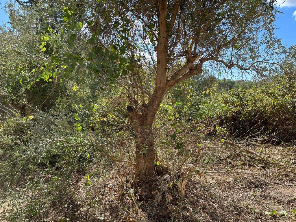 Terreno a Castellammare del golfo in Via Gemma d'Oro - Foto 4