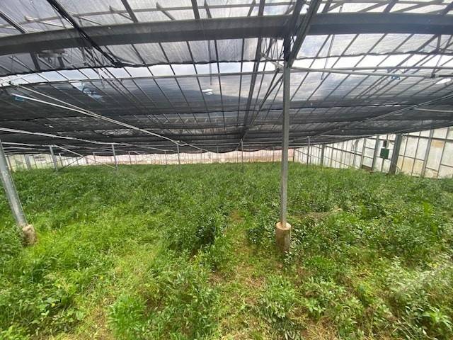 Terreno a Taggia in regione corneo, 85 - Foto 2