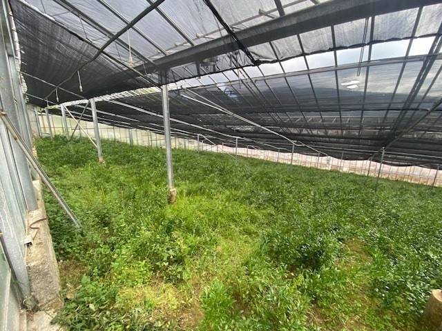 Terreno a Taggia in regione corneo, 85 - Foto 3