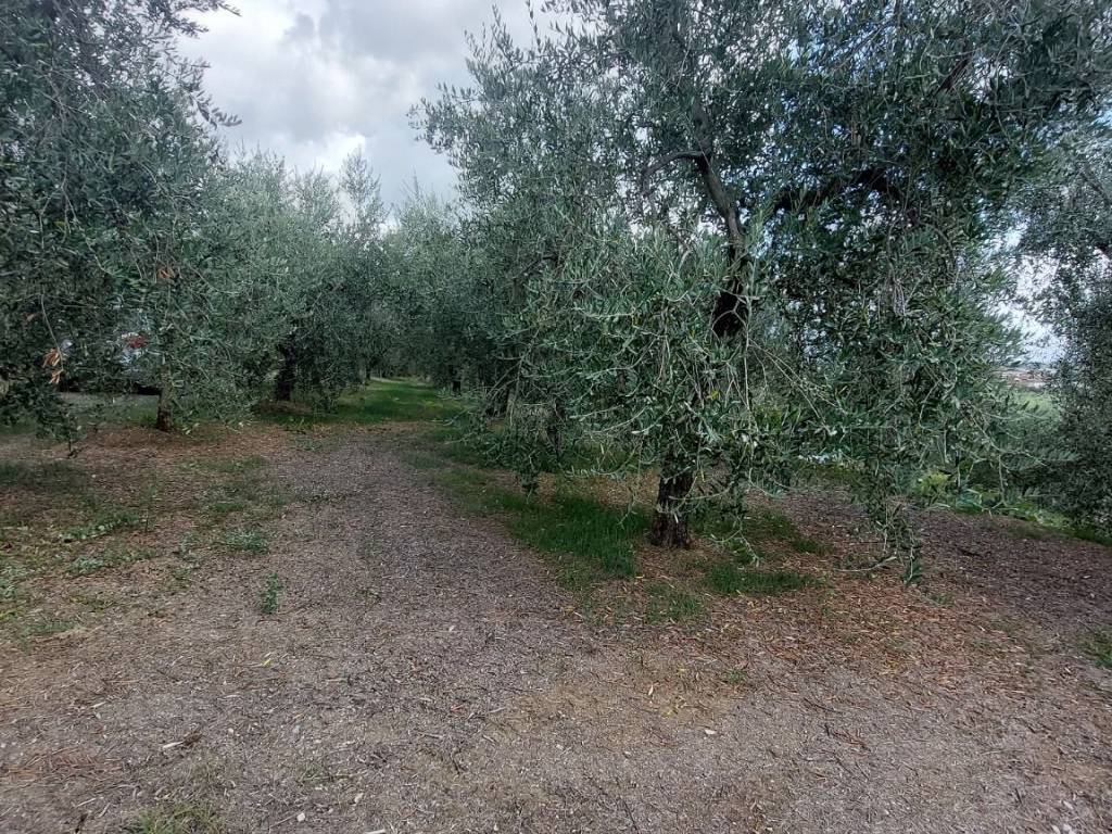 Terreno a Quarrata - Foto 2