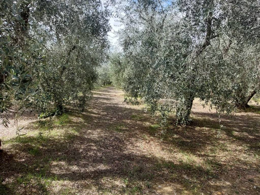 Terreno a Quarrata - Foto 3