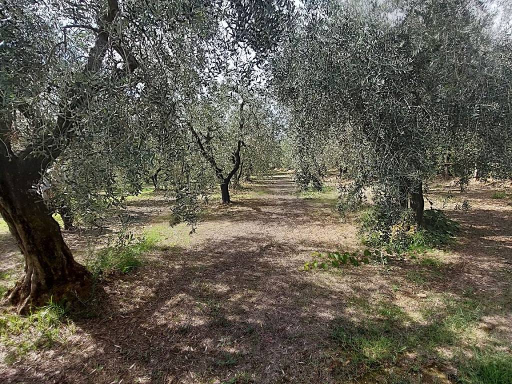 Terreno a Quarrata - Foto 4