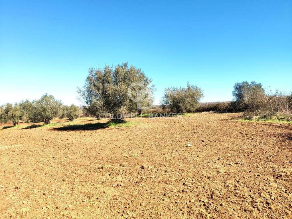 Terreno a Ischia di castro in Località Vepre - Foto 2
