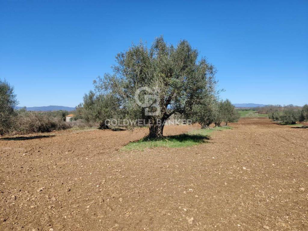 Terreno a Ischia di castro in Località Vepre - Foto 3