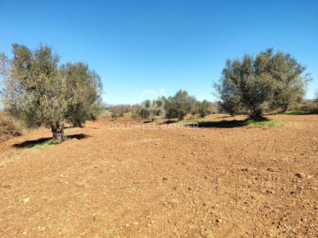 Terreno a Ischia di castro in Località Vepre - Foto 4