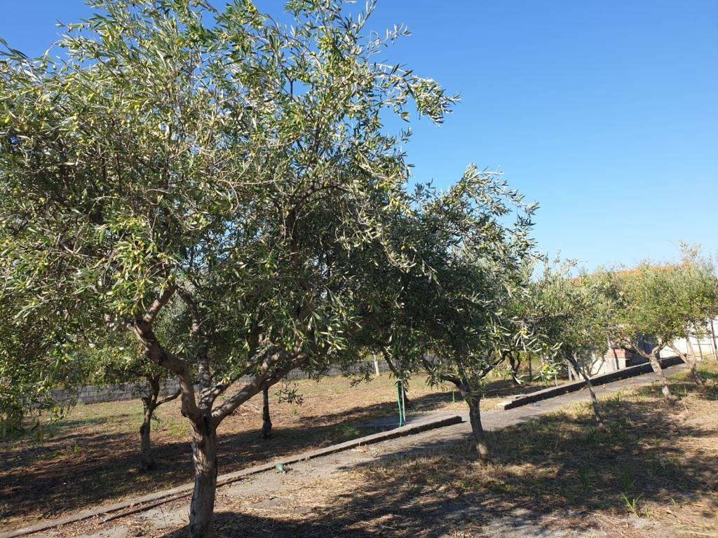 Terreno a Scalea in Via Santa Caterina - Foto 2