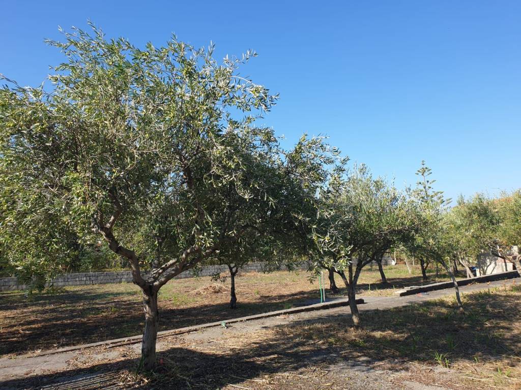 Terreno a Scalea in Via Santa Caterina - Foto 4