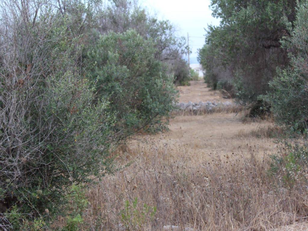Terreno a Salve in torre pali - Foto 4