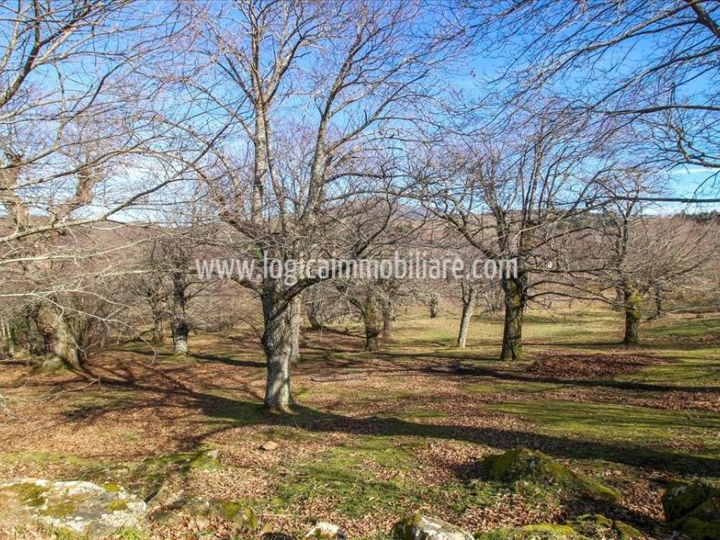 Rustico / casale a Arcidosso in SS323 - Foto 4