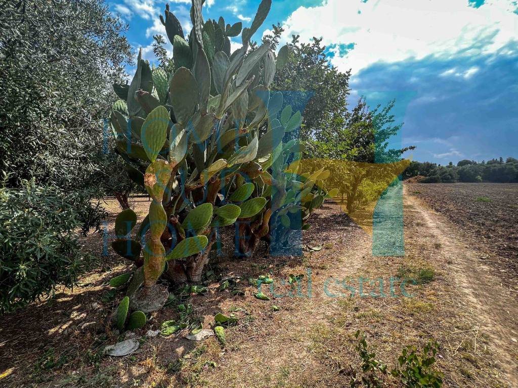 Terreno a Noto in Via Tommaso Fazello, 228 - Foto 4