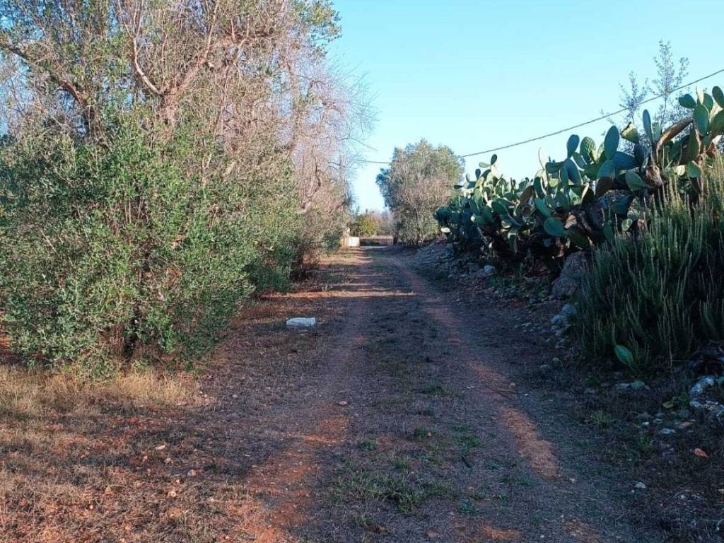 Terreno a Alessano in Strada Comunale Presicce Alessano - Foto 3