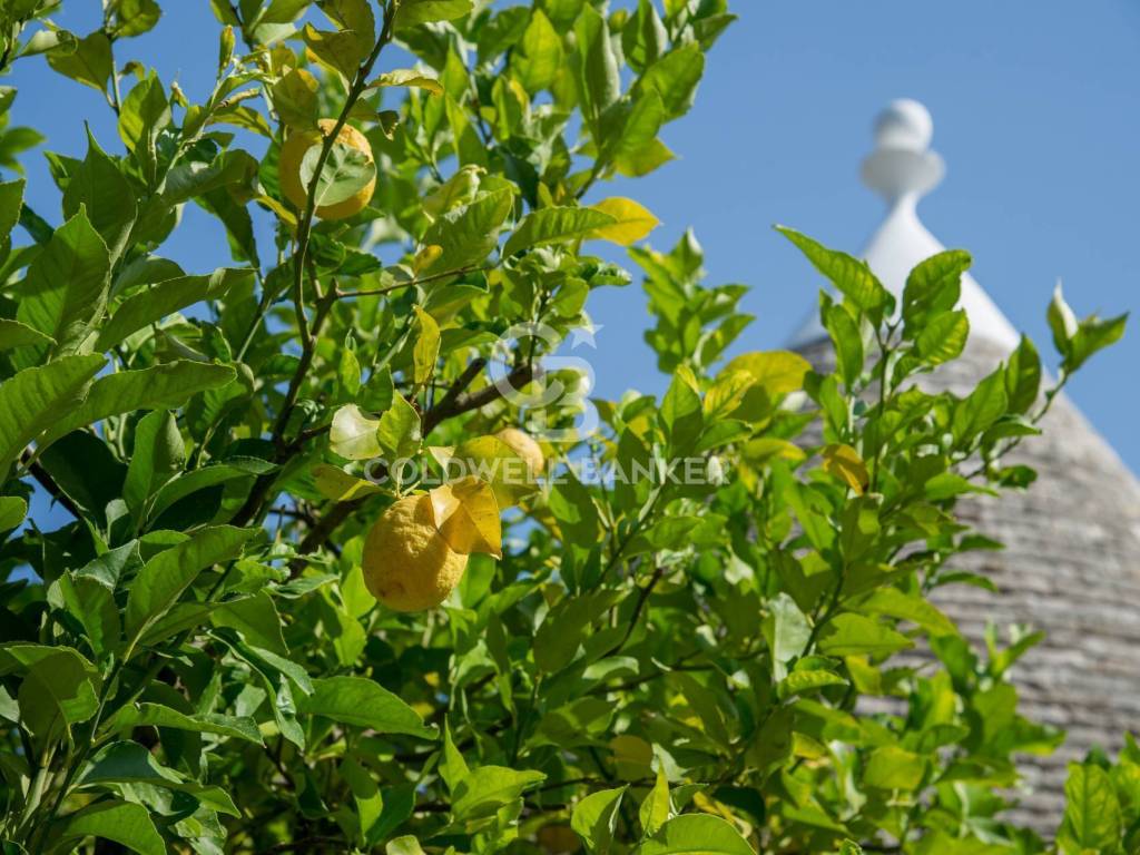 Rustico / casale a San michele salentino in Contrada Iacochionna - Foto 5