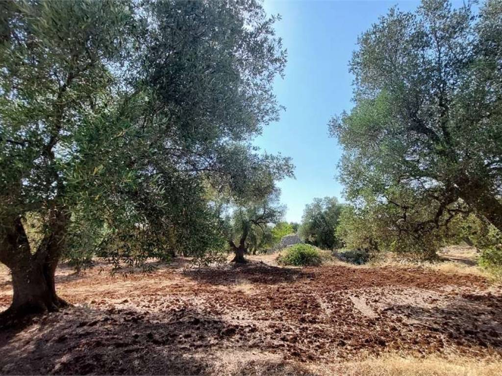Terreno a Carovigno - Foto 4