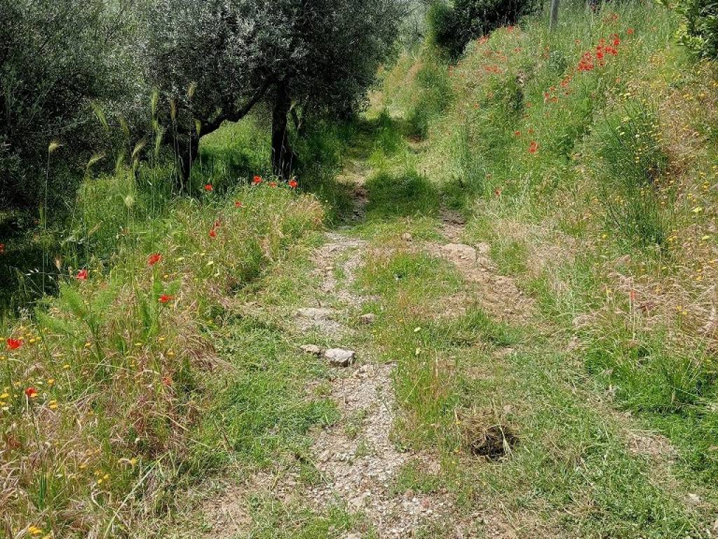 Terreno a Cortona in Case Sparse Le Contesse - Foto 3
