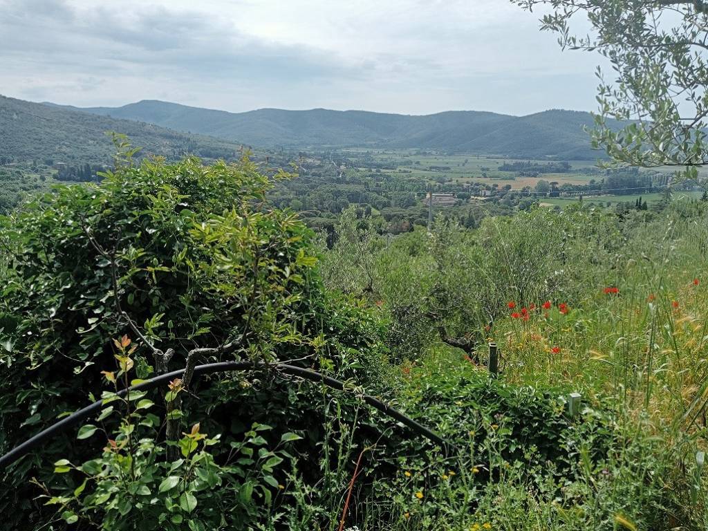 Terreno a Cortona in Case Sparse Le Contesse - Foto 4