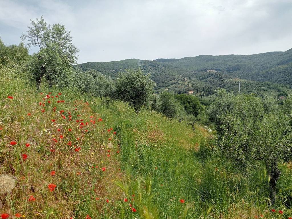 Terreno a Cortona in Case Sparse Le Contesse - Foto 5