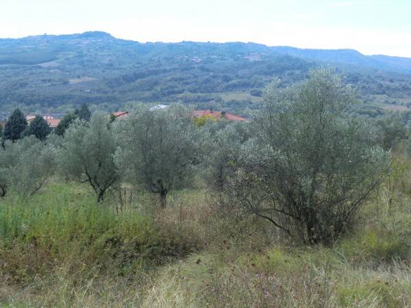 Terreno a Allerona - Foto 3