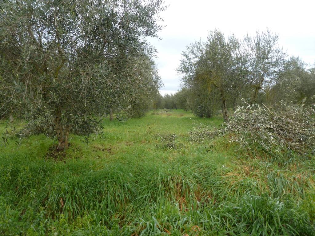 Terreno a Castiglione del lago in Via Ripida - Foto 3