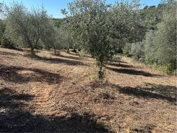 Appartamento a Magliano in toscana - Foto 3