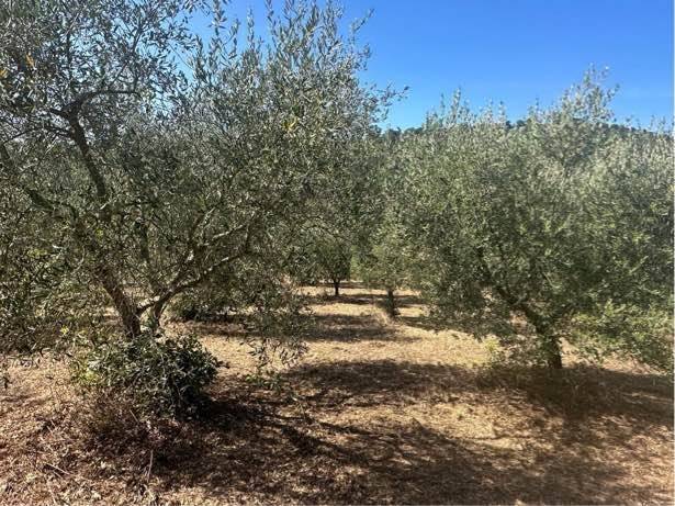 Appartamento a Magliano in toscana - Foto 4
