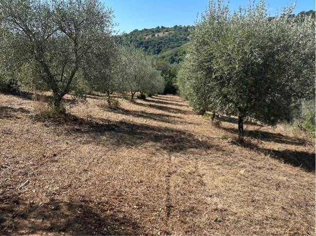 Appartamento a Magliano in toscana - Foto 5