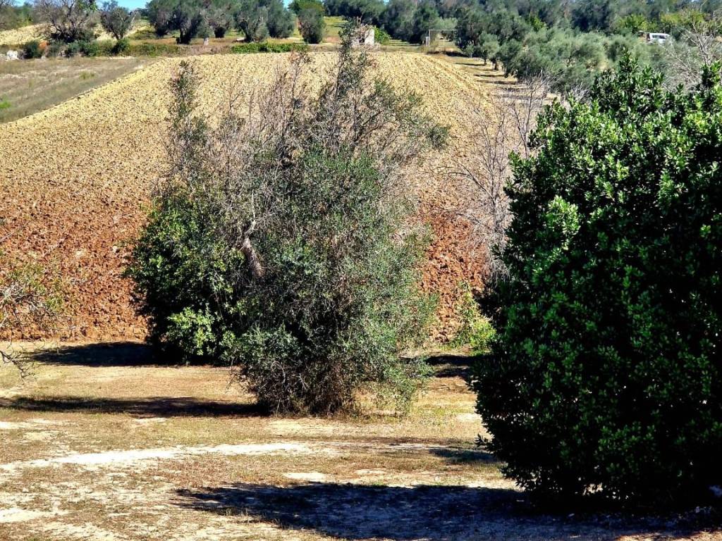 Rustico / casale a Neviano in Strada Comunale di Collepasso - Foto 5