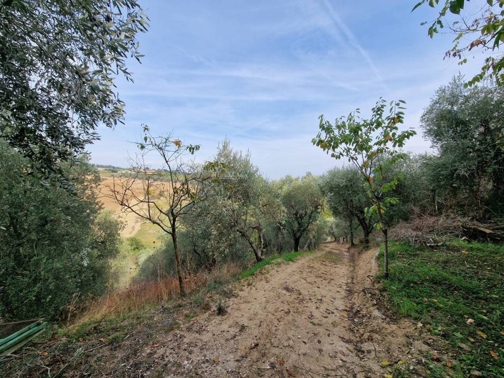 Terreno a Monsampolo del tronto - Foto 4