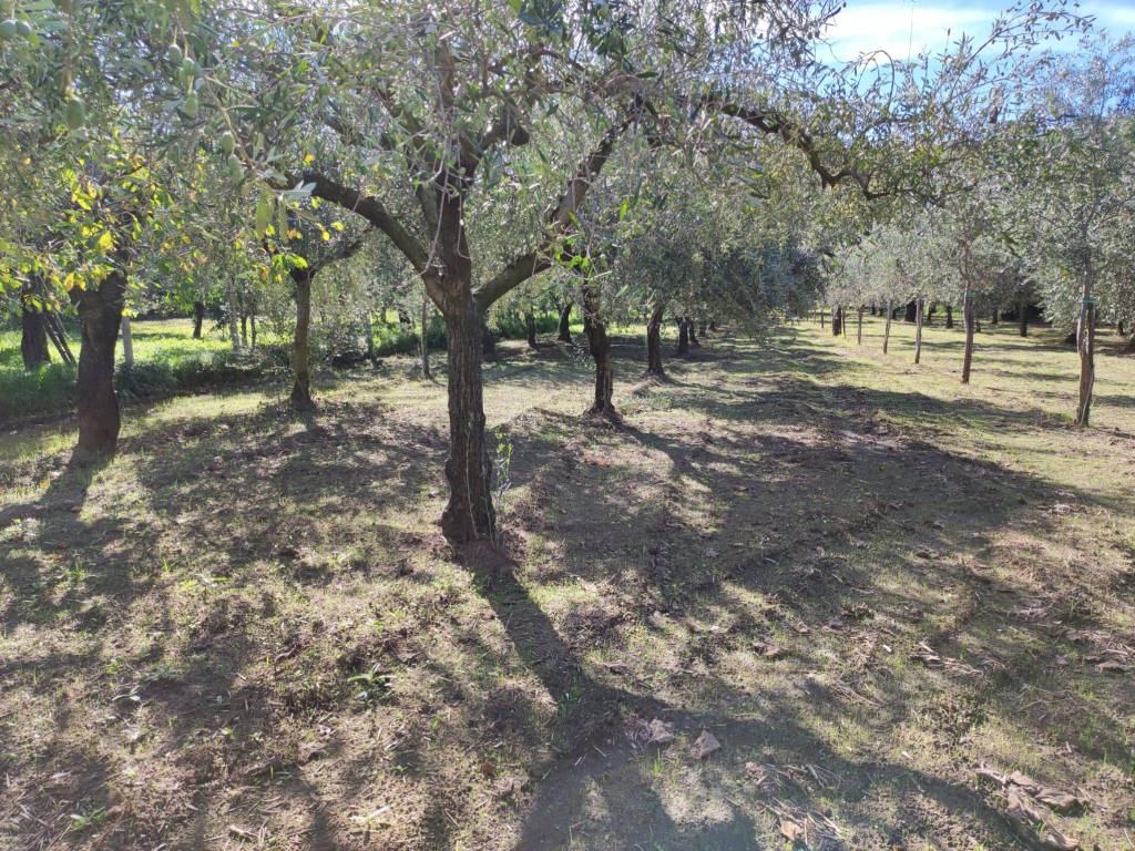 Terreno a Caserta in Via Pozzo - Foto 3