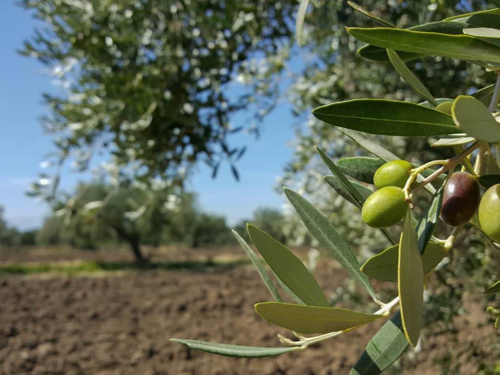 Terreno a Castrocielo in Via Madonna di Loreto - Foto 4