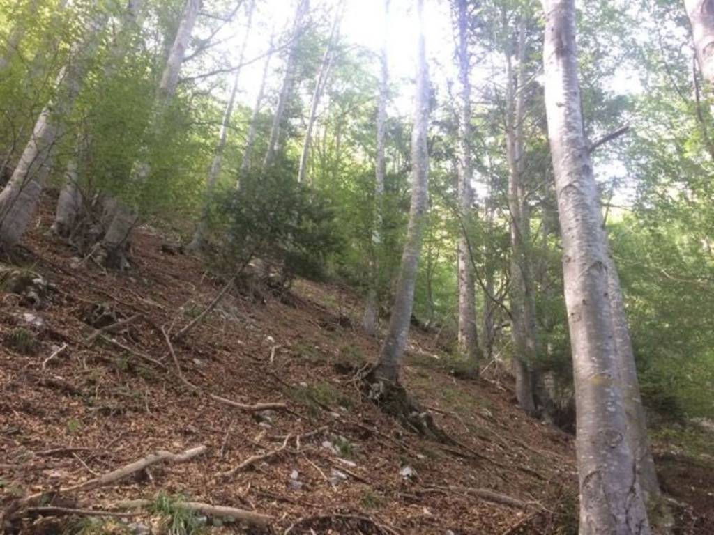 Terreno a Mezzocorona in MONTE MEZZOCORONA KRAUN s.n.c - Foto 3