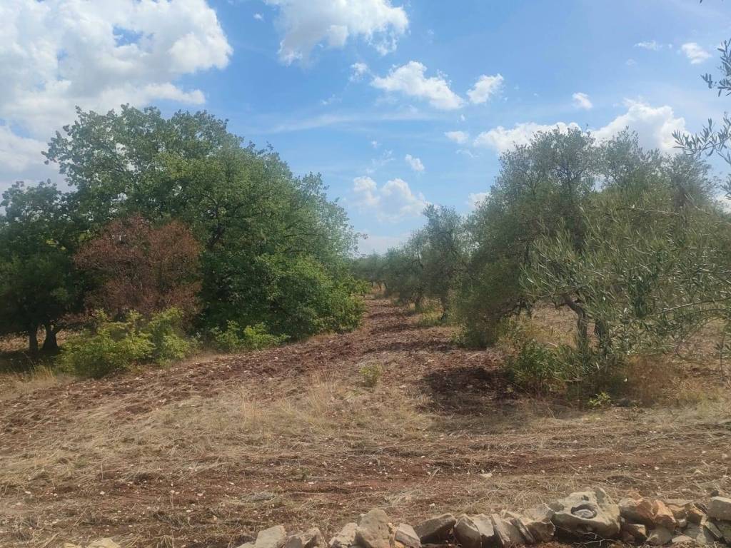Terreno a Corato - Foto 2
