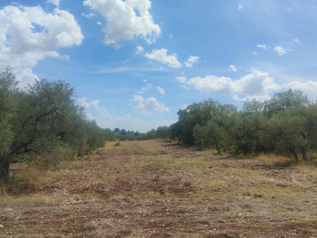 Terreno a Corato - Foto 3
