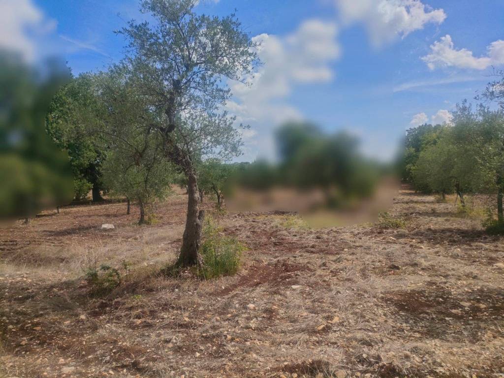 Terreno a Corato - Foto 4