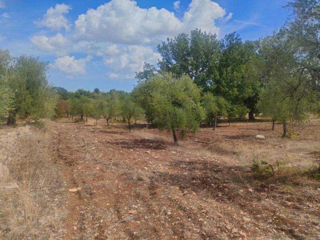 Terreno a Corato - Foto 5
