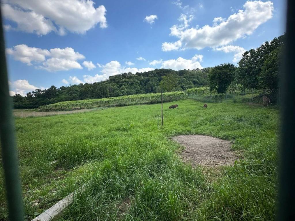 Casa indipendente a Cavaglià in Località Cascina del Lago - Foto 2