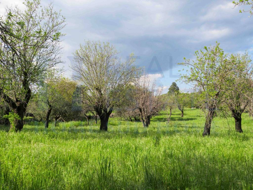 Rustico / casale a Noto in Via Tommaso Fazello, 228 - Foto 4