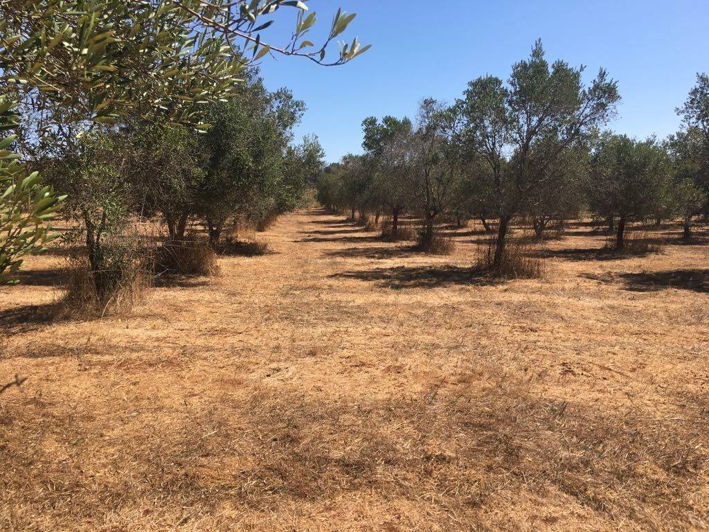 Terreno a Tricase in Strada Comunale del Mito - Foto 4