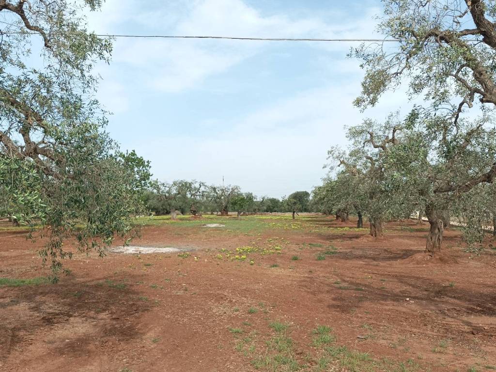 Terreno a Fasano - Foto 1