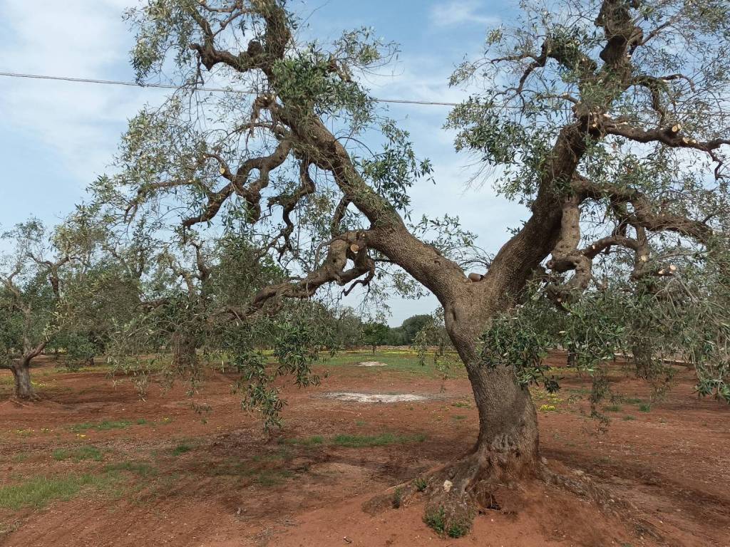 Terreno a Fasano - Foto 3