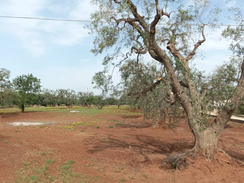 Terreno a Fasano - Foto 5