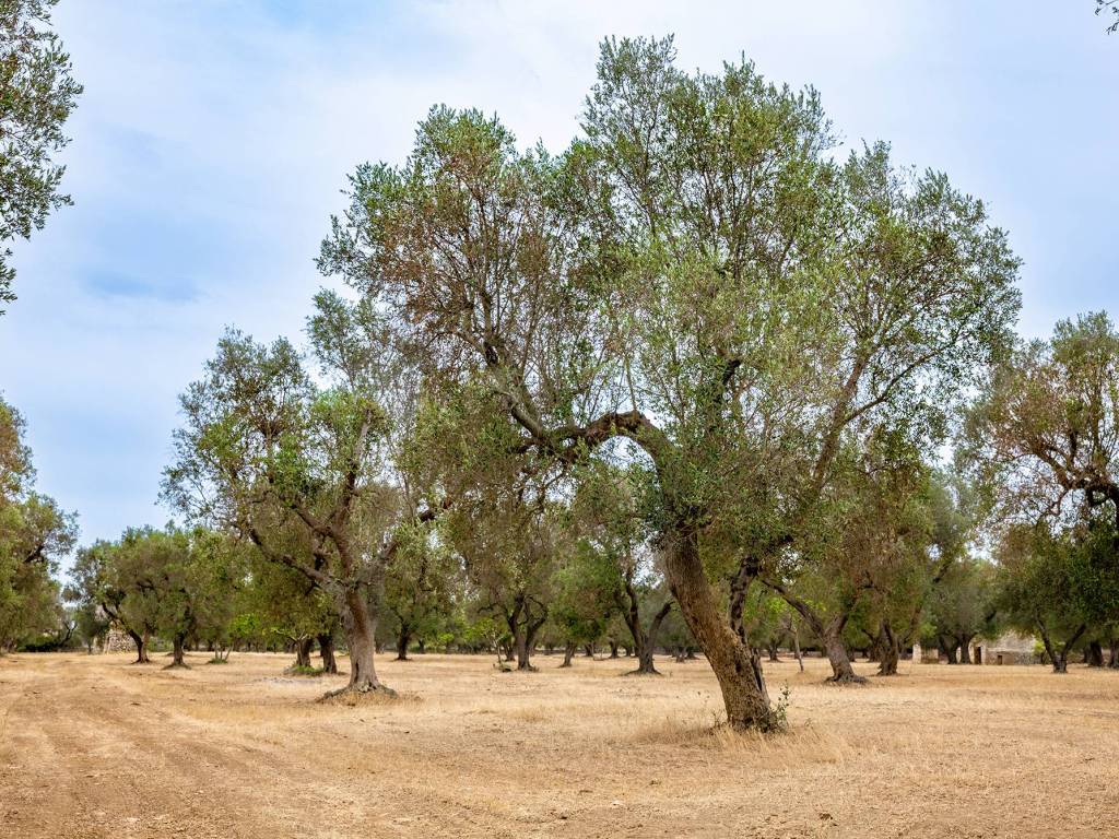 Terreno a Francavilla fontana in Via per Grottaglie - Foto 2