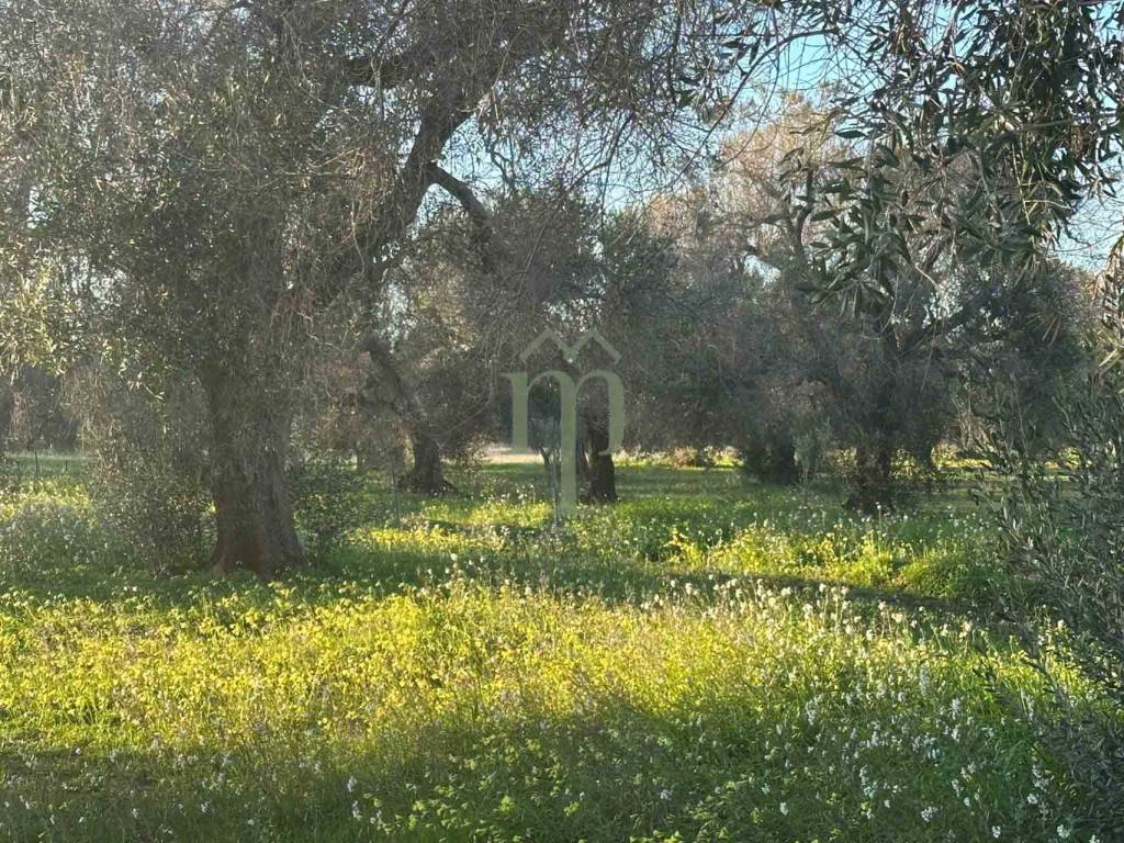 Terreno a Carovigno in contrada grottamiranda - Foto 3