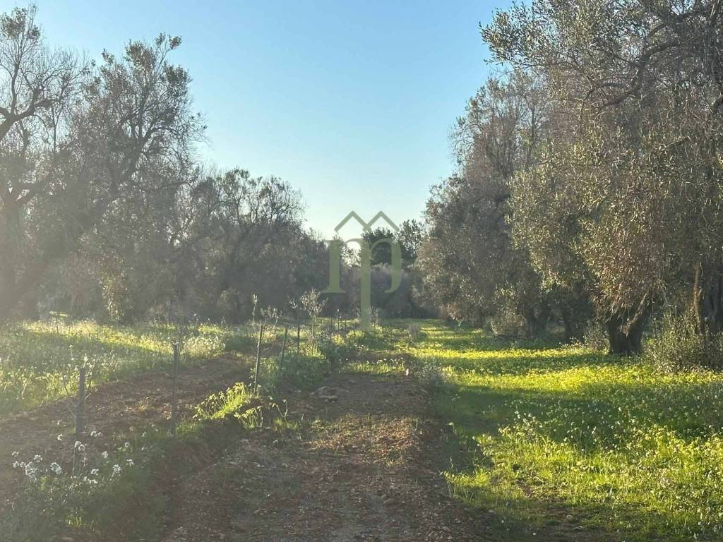 Terreno a Carovigno in contrada grottamiranda - Foto 4