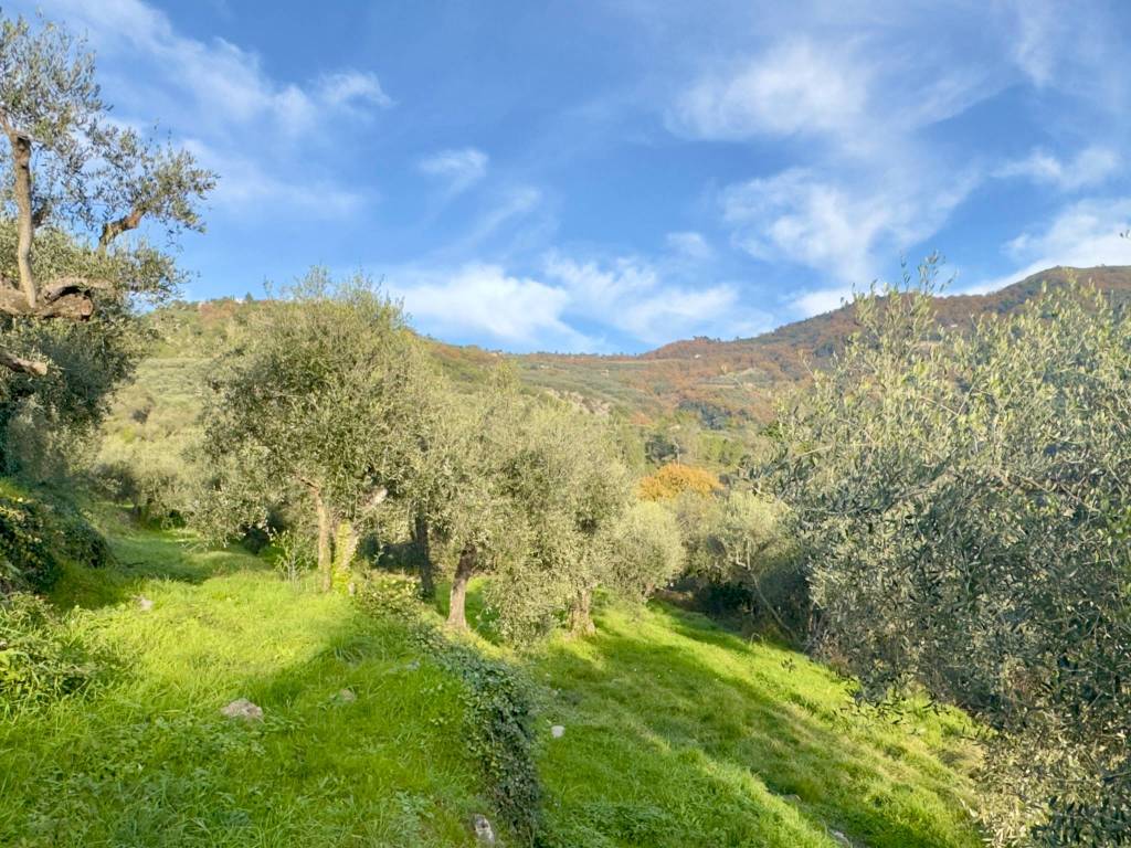 Terreno a Dolceacqua in Località San Gragorio - Foto 3