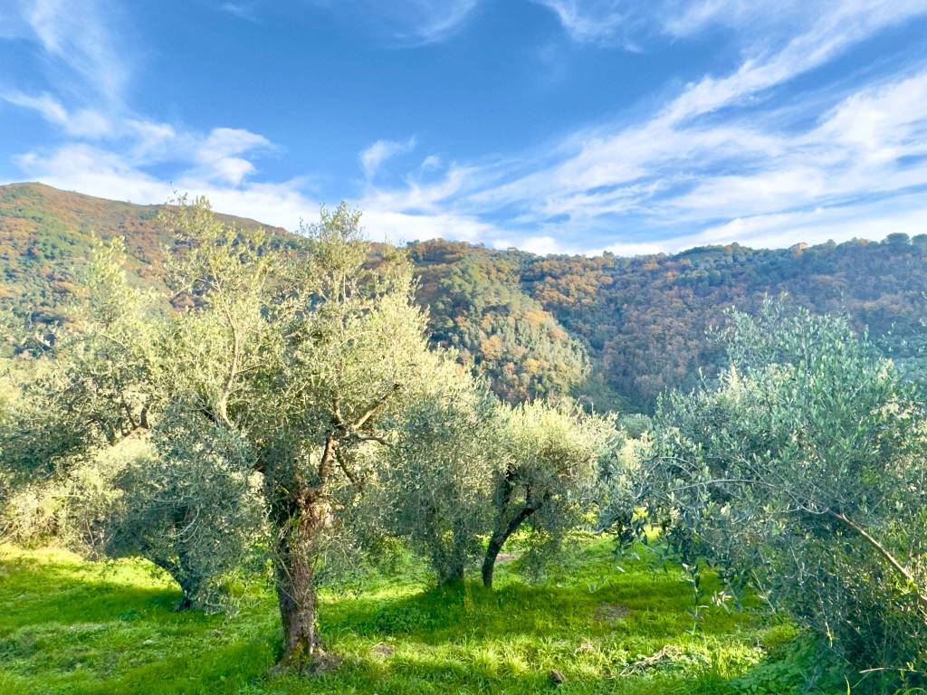 Terreno a Dolceacqua in Località San Gragorio - Foto 4