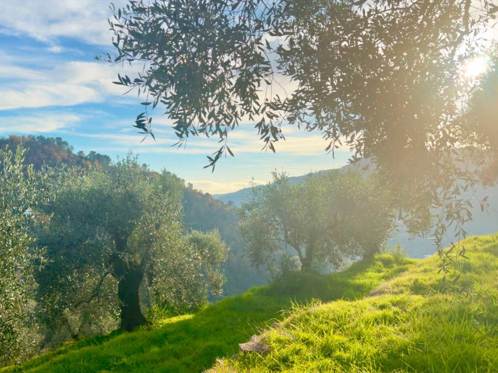 Terreno a Dolceacqua in Località San Gragorio - Foto 5