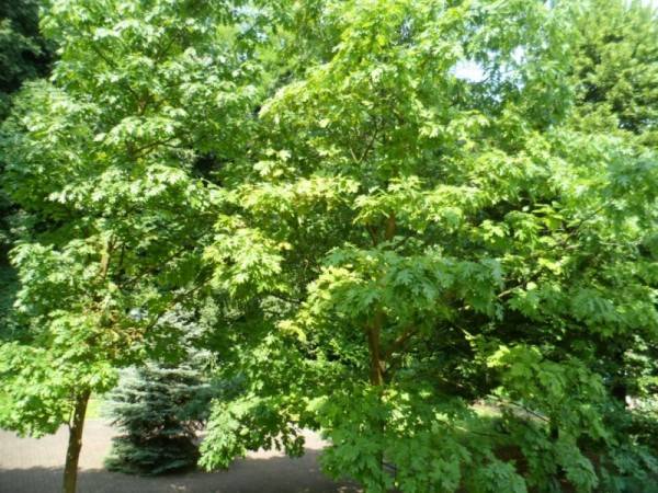 Appartamento a Vicenza in Viale Vincenzo Gentiloni - Foto 2