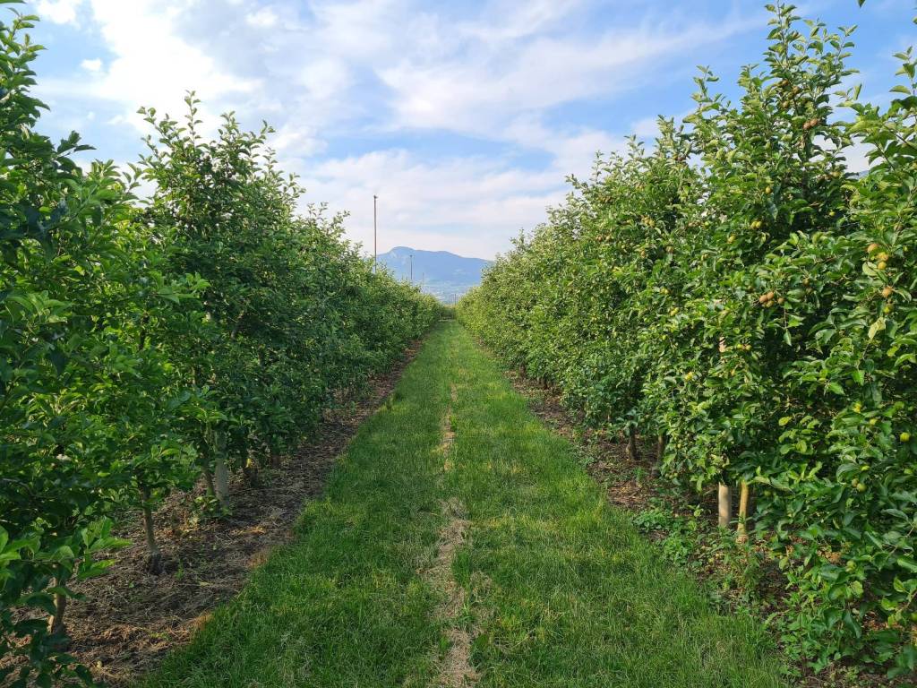 Terreno a Trento in Via delle Ischie - Foto 2