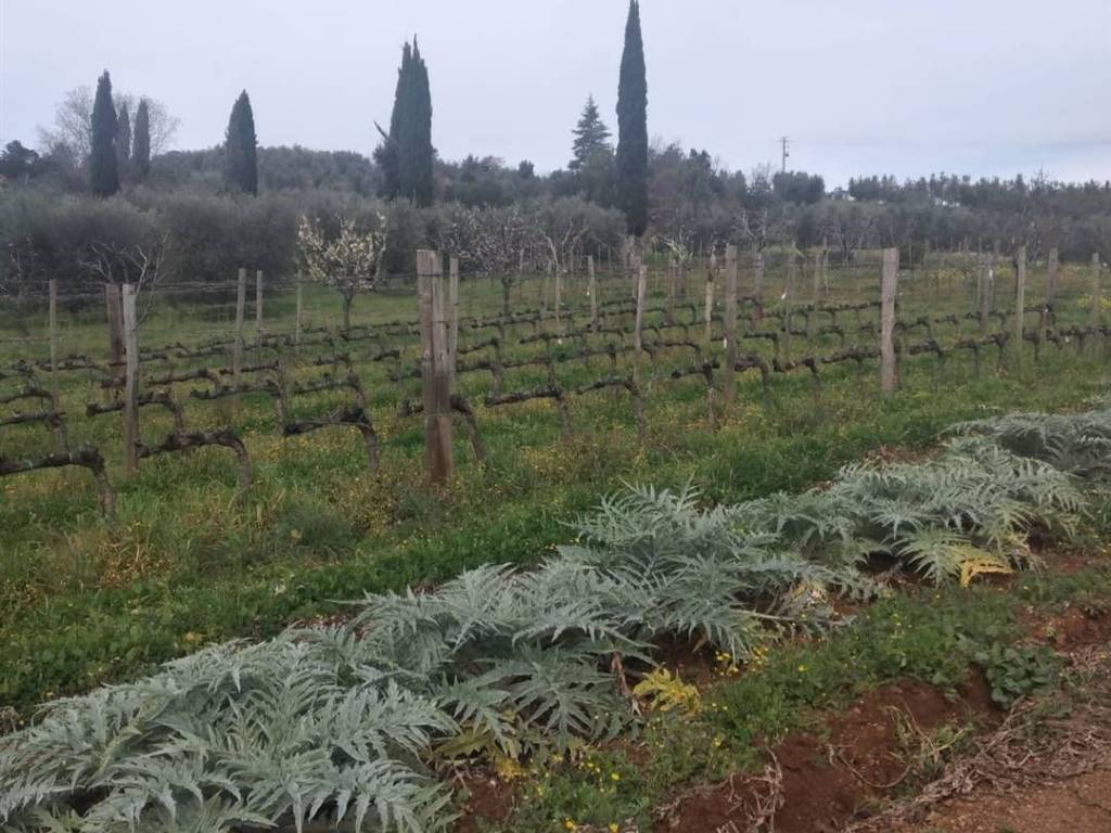 Villa a Roccastrada - Foto 4