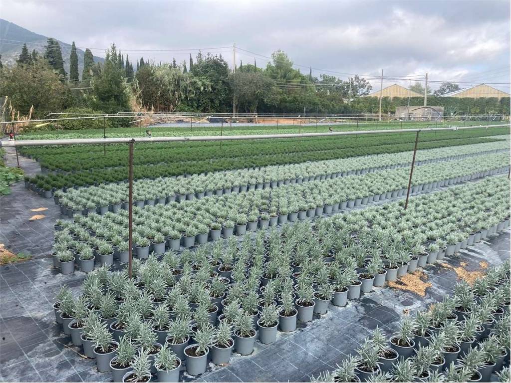 Terreno a Albenga - Foto 2